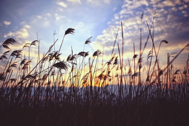 Straw mit Wolken Hintergrund