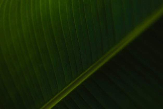 Streifen auf schönem Palmblatt
