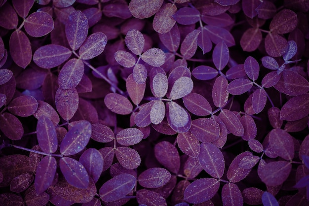 Strukturierter Hintergrund der lila Blattpflanze