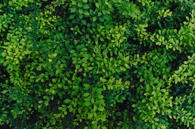 Strukturierter natürlicher Hintergrund vieler grüner Blätter