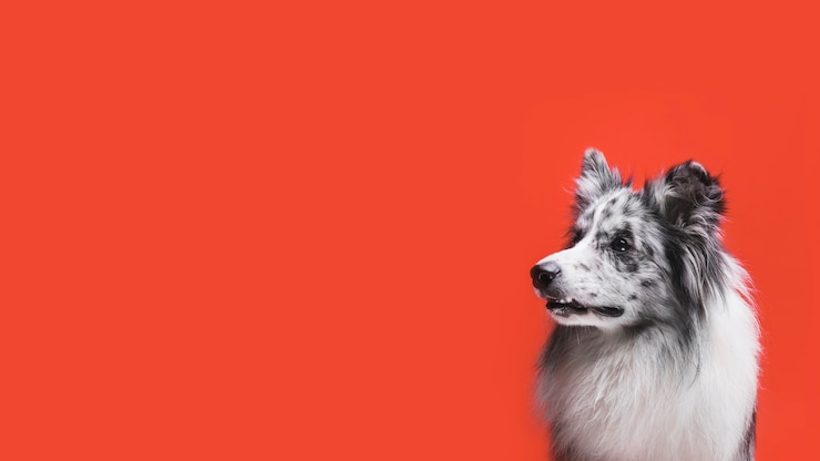 Kostenlose Foto studio-aufnahme eines niedlichen border collie-hundes