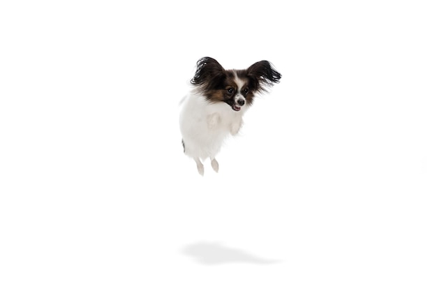Studioaufnahme des lustigen Papillon-Hundes isoliert auf weißem Studiohintergrund