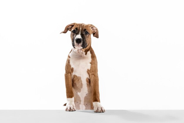 Studioaufnahme eines amerikanischen Staffordshire-Terriers, der ruhig sitzt und auf weißem Hintergrund posiert