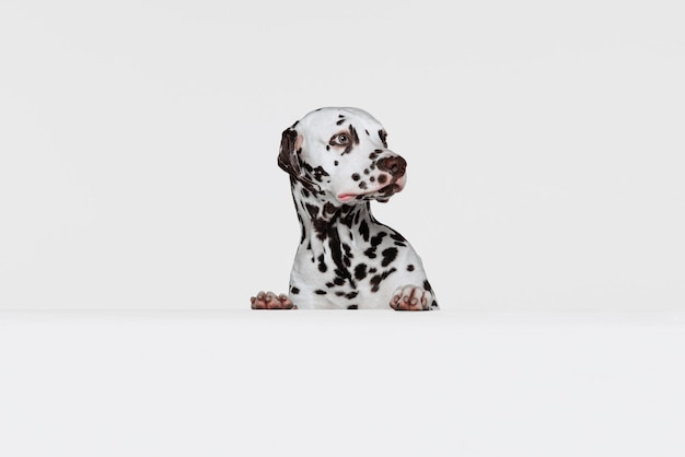 Studioaufnahme eines schönen dalmatinischen Hundes, der isoliert über grauem Hintergrund herausspäht Tierlebensstilpflege