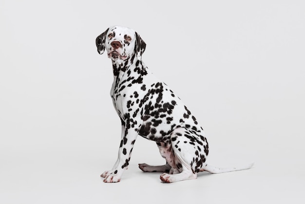 Studioaufnahme eines schönen dalmatinischen Hundes, der ruhig sitzt, isoliert auf grauem Hintergrund posiert Tierlebensstilpflege