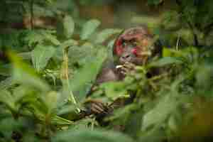 Kostenloses Foto stumptailed makaken mit rotem gesicht im grünen dschungel wilder affe im wunderschönen indischen dschungel