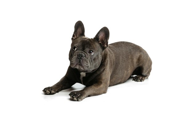Süße französische Bulldogge, die auf dem Boden liegt und isoliert über weißem Studiohintergrund posiert Konzept des Haustiers