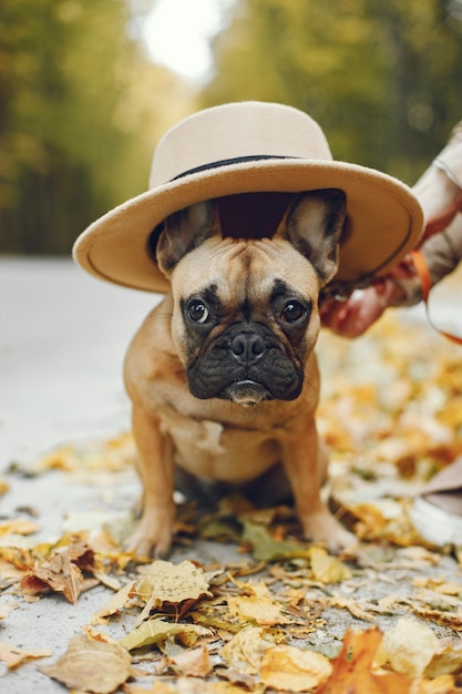 Süße französische Bulldogge, die einen beigefarbenen Hut trägt und vor verschwommenem Herbstwaldhintergrund sitzt