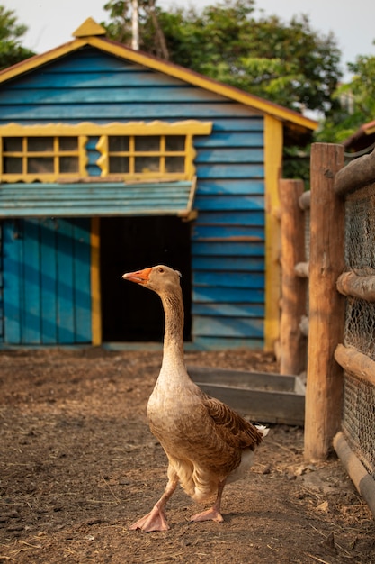 Süße Gans im Bauernhaus