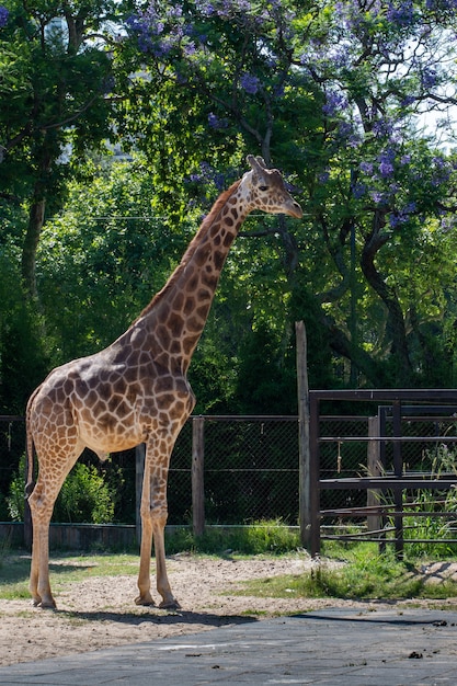 Kostenloses Foto süße giraffe, die unter den bäumen innerhalb des zauns steht