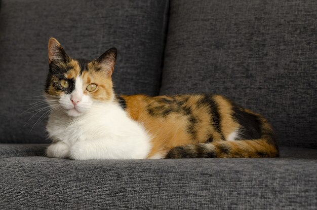 Süße Hauskatze liegt auf dem Sofa