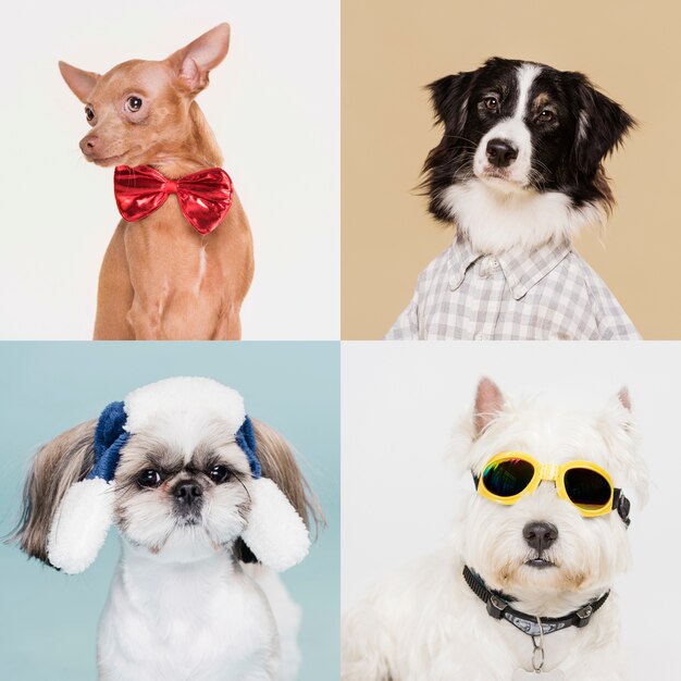 Bilder Suesse Hunde Gratis Vektoren Fotos Und Psds