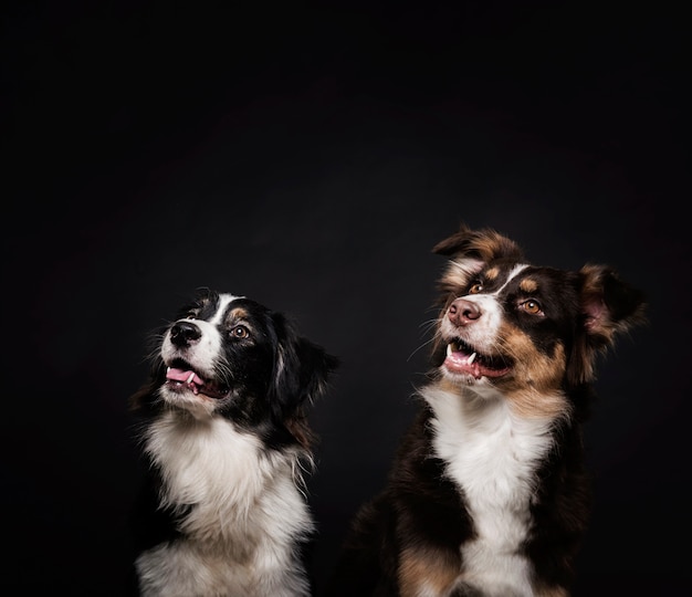 Süße Hunde stehen