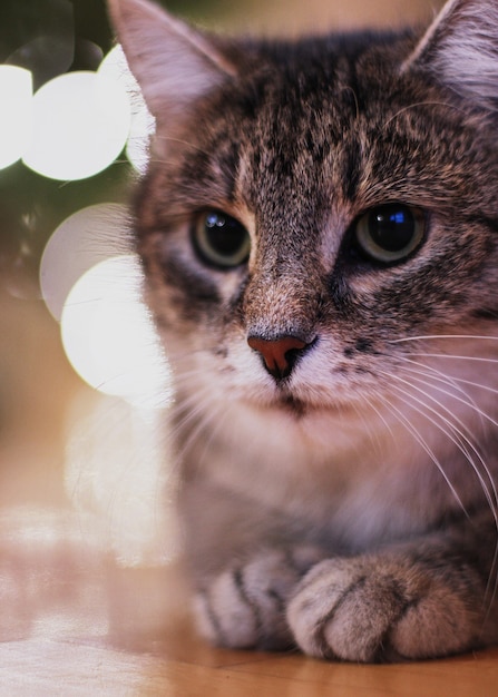 Süße Katze mit Weihnachtsbeleuchtung