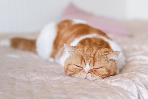 Süße Katze schläft im Bett