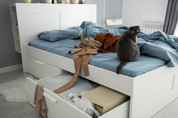 Süße Katze und Kleidung auf dem hohen Winkel des Bettes
