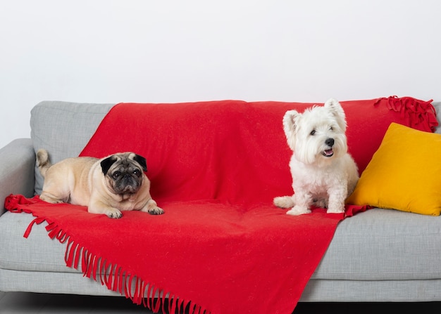 Süße kleine Hunde auf einer Couch