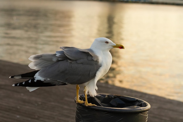 Kostenloses Foto süße kleine möwe mit schwarzem rücken hockte auf dem papierkorb und suchte nach nahrung