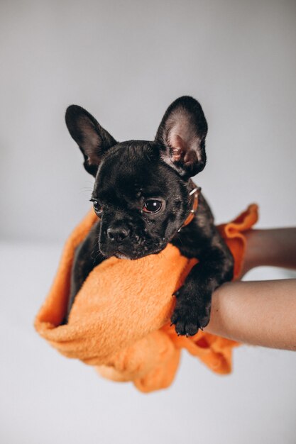 Süße kleine schwarze französische Bulldogge im Studio