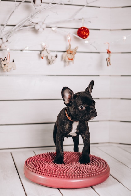 Kostenloses Foto süße kleine schwarze französische bulldogge im studio