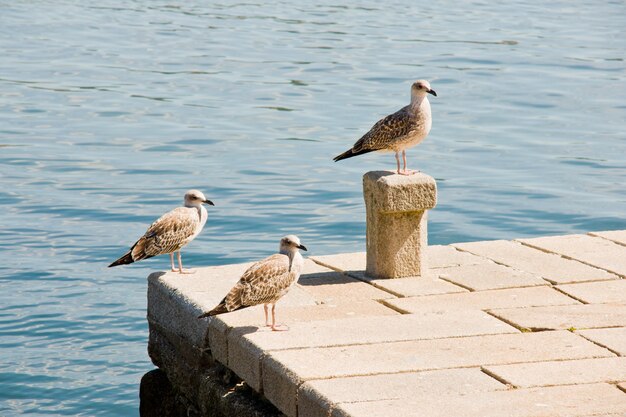 Süße Möwen sitzen auf einem Pier