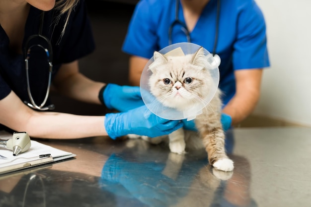 Süße Perserkatze mit Erholungskegel nach einer Operation beim Tierarzt. Frauen- und Mann-Tierarzt legen einem kranken, flauschigen Haustier in der Tierklinik einen Verband an