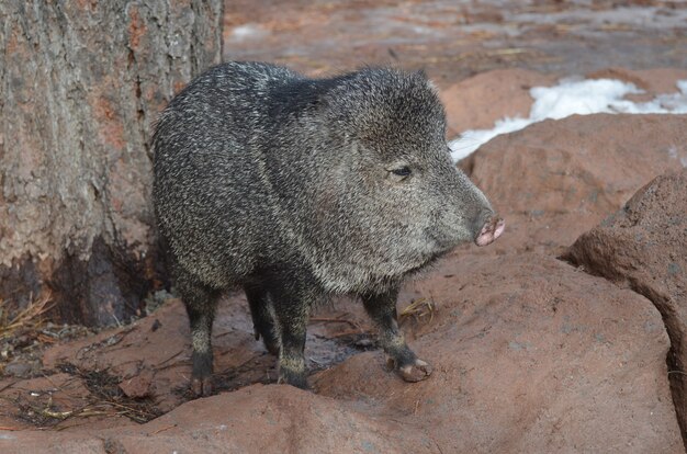 Süße Razorback-Schweine in freier Wildbahn stehend