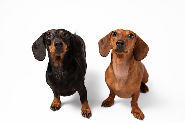 Süße reinrassige Hunde in einem Studio