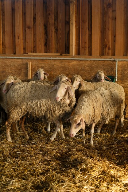 Süße Schafe im Stall mit Gras