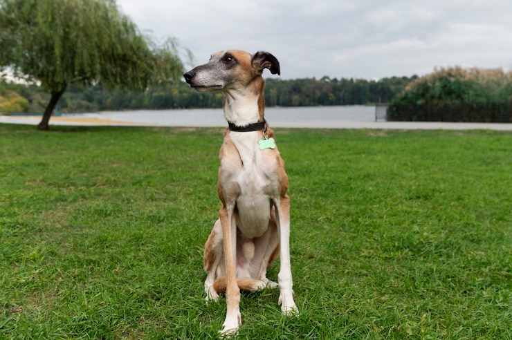 Kostenlose Foto süße windhunde in der natur