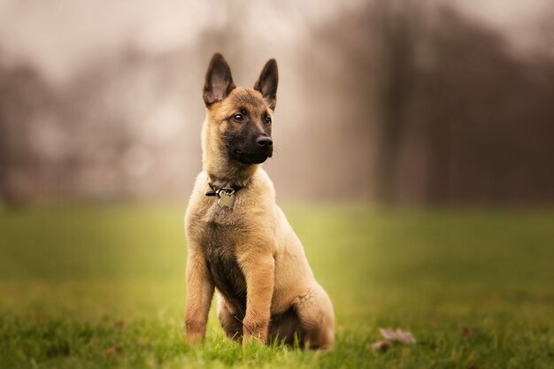 süßer belgischer Schäferhund, der auf dem Gras sitzt