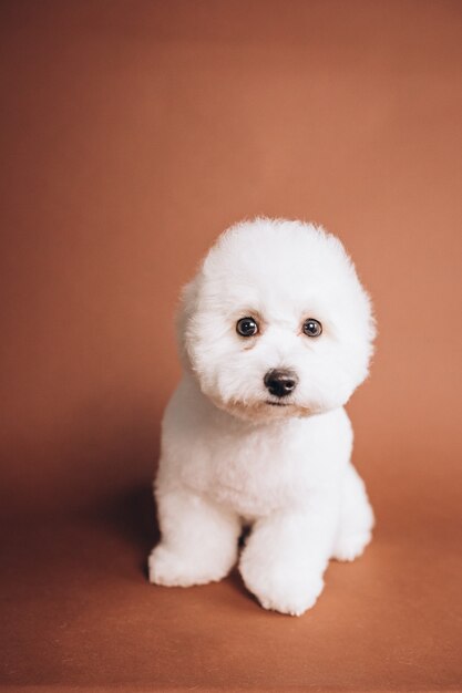 Süßer Bichon Frise Welpe posiert im Studio