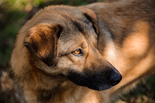 Schließen sie herauf den glücklichen braunen ingwer und schwarzen hund