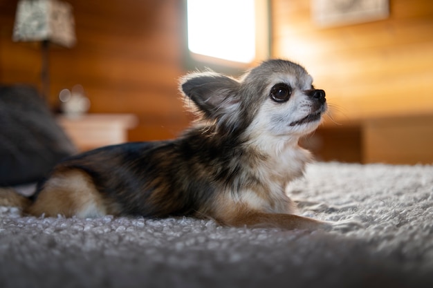 Kostenloses Foto süßer chihuahua-hund zu hause