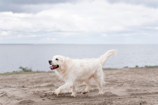 Süßer Hund, der am Strand spazieren geht