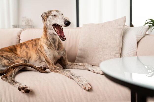 Kostenloses Foto süßer hund, der auf der couch gähnt