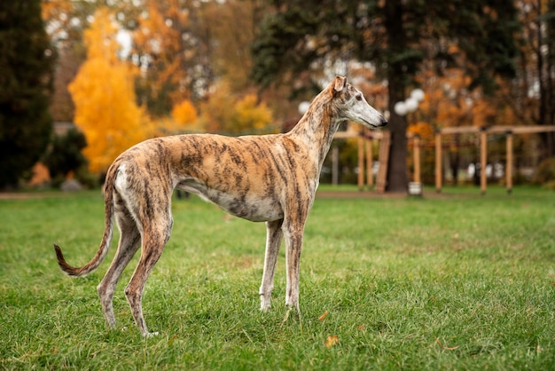 Kostenloses Foto süßer hund, der draußen zeit verbringt