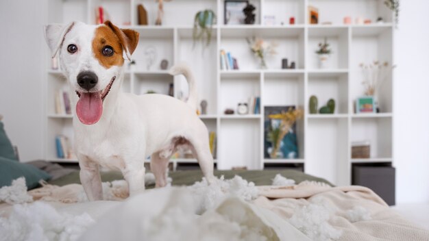 Süßer Hund, der ein Durcheinander macht