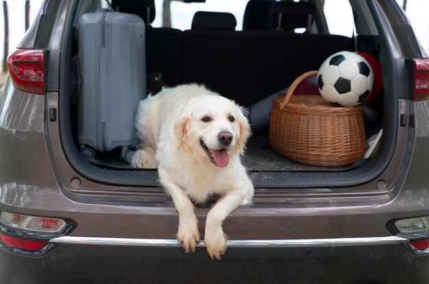 Süßer Hund, der im Kofferraum liegt