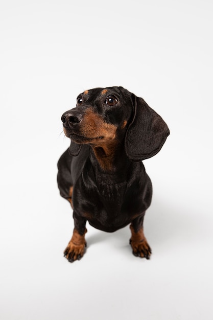 Süßer Hund, der in einem Studio nach oben schaut