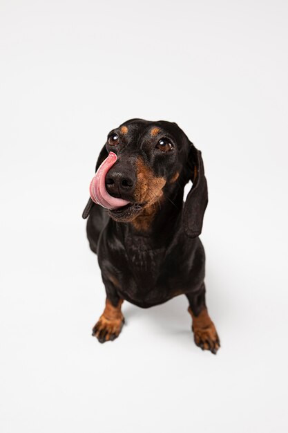 Süßer Hund, der in einem Studio nach oben schaut