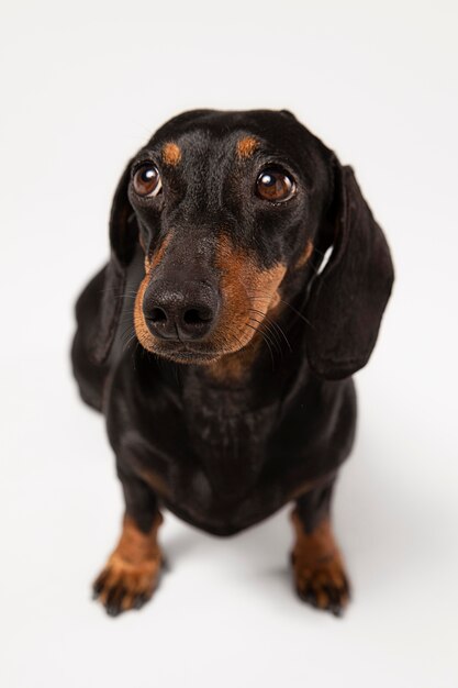 Süßer Hund, der in einem Studio nach oben schaut