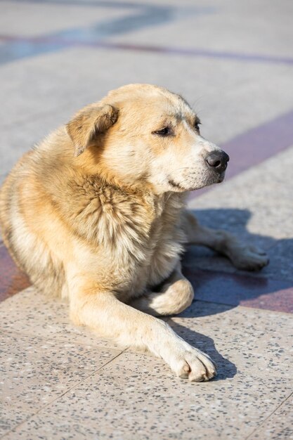 Süßer Hund, der sich im Park hinlegt und wegschaut Foto in hoher Qualität