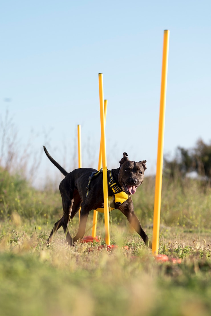 Kostenlose Foto süßer hund im freien, der durch hindernisse läuft
