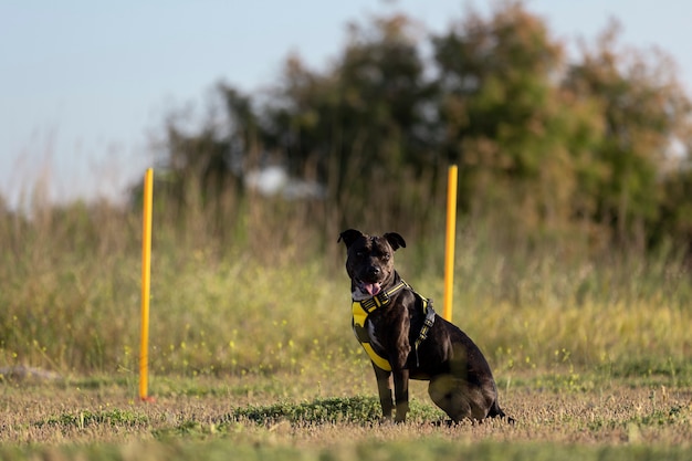 Süßer Hund im Freien, der neben laufenden Hindernissen posiert