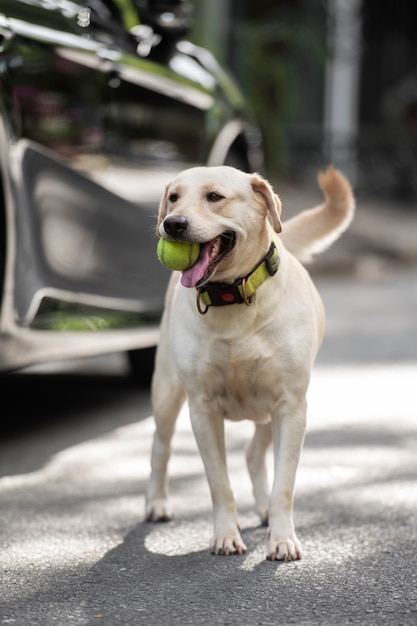 Süßer Hund im Freien mit einem Ball im Maul