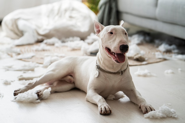 Süßer Hund, nachdem er zu Hause ein Chaos angerichtet hat