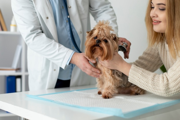 Süßer Hund während einer Beratung