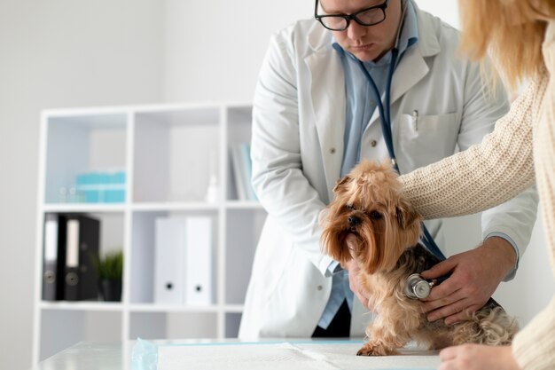 Süßer Hund während einer Beratung