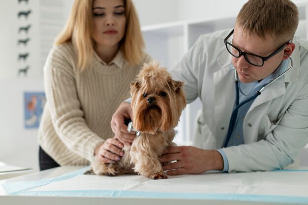 Süßer Hund während einer Beratung